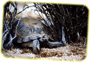 Desert Tortise napping