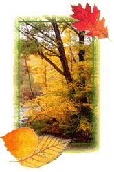 Fall foliage