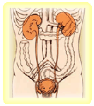 Renal System