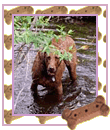 Chesapeake Bay Retriever